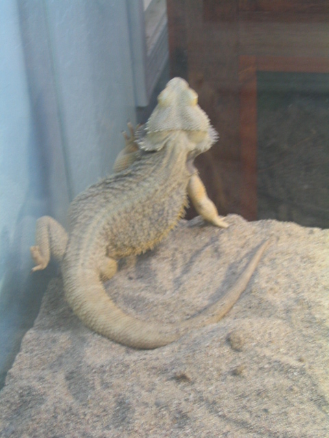 458x617 pixels (142K)